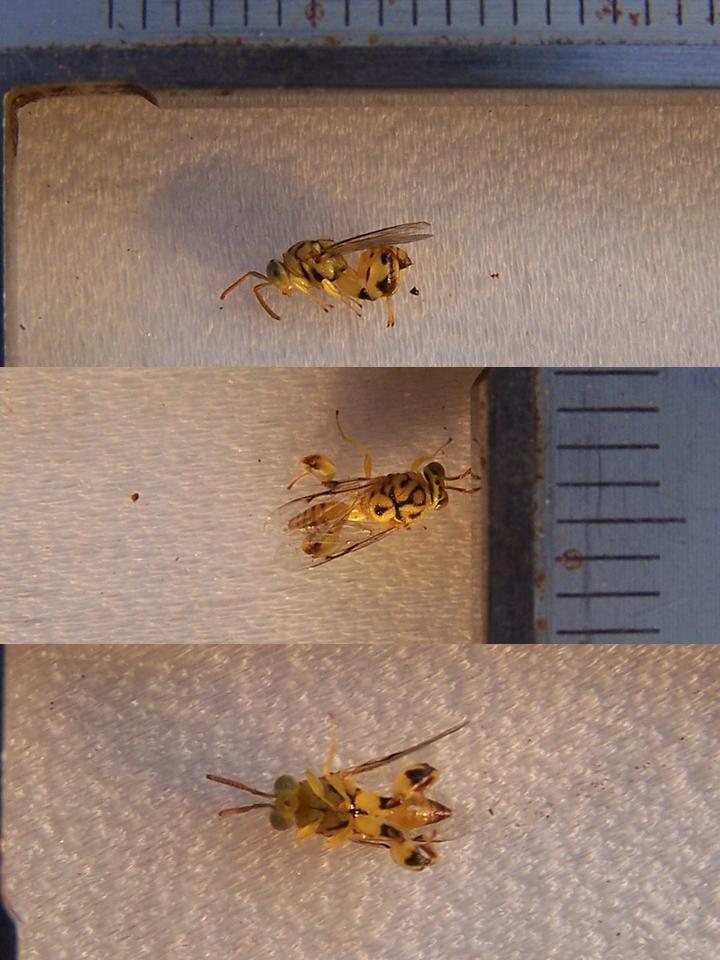 FIGURE 2 FIGURE 2